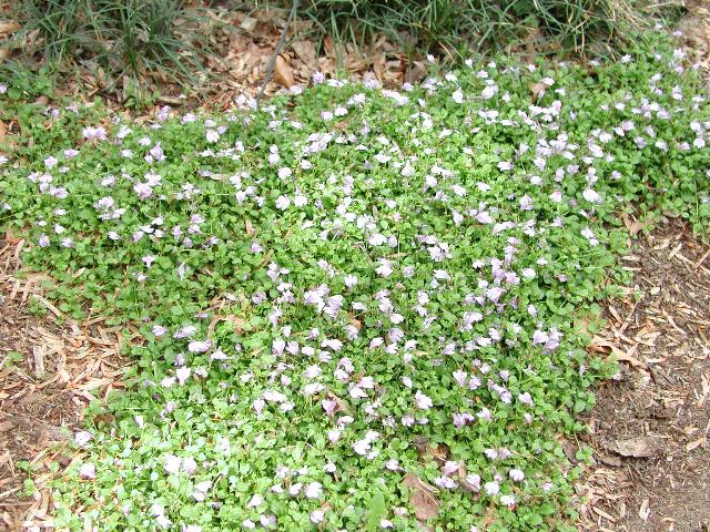 Mazus reptans
