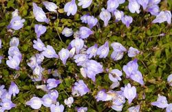 Mazus reptans — photo 2