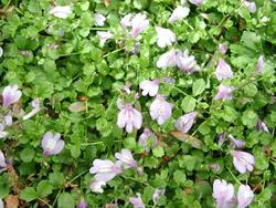 Mazus reptans — photo 3