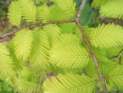Metasequoia glyptostroboides 'Ogon' — photo 1
