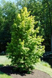 Metasequoia glyptostroboides 'Ogon' — photo 2