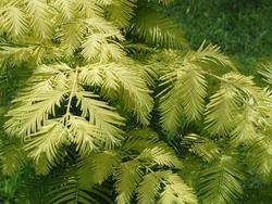 Metasequoia glyptostroboides 'Ogon' — photo 3