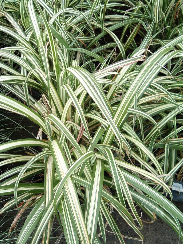 Miscanthus sinensis ssp. condensatus 'Cabaret'
