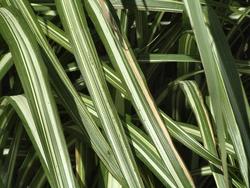Miscanthus sinensis ssp. condensatus 'Cabaret' — photo 3