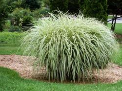 Miscanthus sinensis ssp. condensatus 'Cosmopolitan' — photo 1