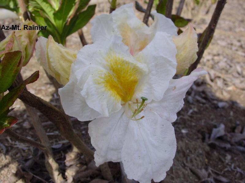 Azalea Exbury Mt. Rainier — photo 1