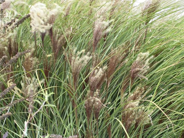 Miscanthus sinensis Gracillimus