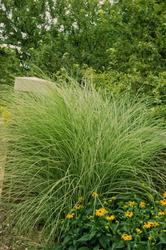 Miscanthus sinensis Gracillimus — photo 2