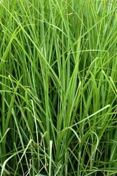 Miscanthus sinensis 'Graziella' — photo 1
