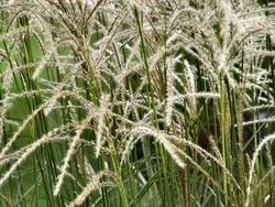 Miscanthus sinensis 'Graziella' — photo 2