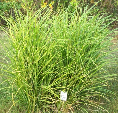 Miscanthus sinensis 'Kirk Alexander'