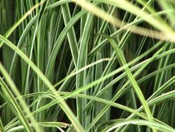 Miscanthus sinensis 'Morning Light' — photo 1