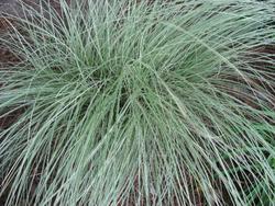 Miscanthus sinensis 'Morning Light' — photo 2
