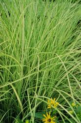 Miscanthus sinensis 'Morning Light' — photo 3