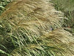Miscanthus sinensis 'Silver Feather' — photo 1