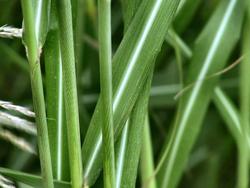 Miscanthus sinensis 'Silver Feather' — photo 2
