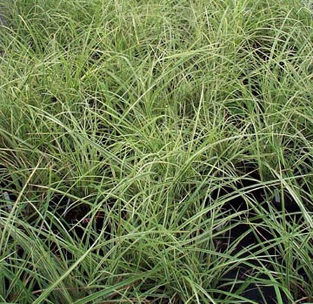 Miscanthus sinensis 'Silver Arrow'