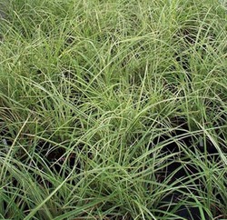 Miscanthus sinensis 'Silver Arrow' — photo 1
