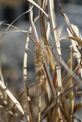 Miscanthus sinensis 'Silver Arrow' — photo 2