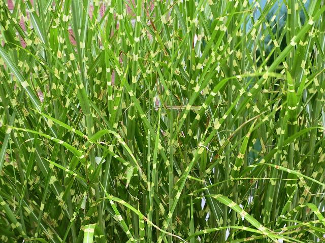 Miscanthus sinensis 'Strictus'