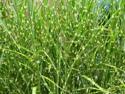 Miscanthus sinensis 'Strictus' — photo 1