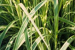 Miscanthus sinensis Variegatus — photo 2