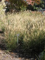 Miscanthus sinensis 'Yakushima Dwarf' — photo 1