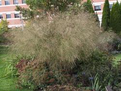 Molinia caerulea ssp. arundinacea 'Skyracer' — photo 1