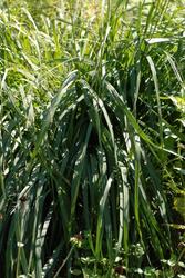 Molinia caerulea ssp. arundinacea 'Skyracer' — photo 2