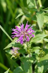 Monarda 'Blue Stocking' — photo 1