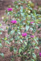 Monarda 'Blue Stocking' — photo 2