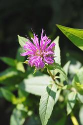 Monarda 'Blue Stocking' — photo 3