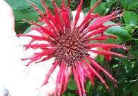 Monarda didyma 'Jacob Cline' — photo 1