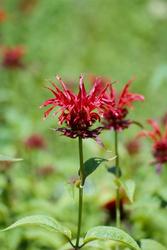 Monarda didyma 'Jacob Cline' — photo 2