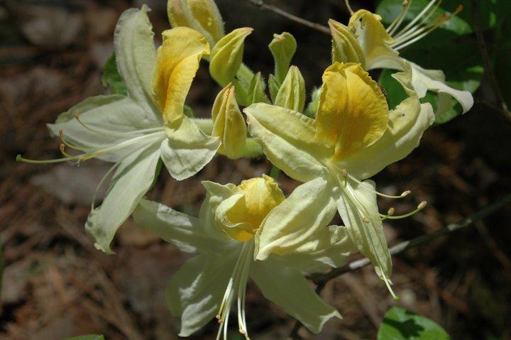 Azalea 'Northern Hi-Lights' — photo 1