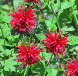 Monarda didyma 'Jacob Cline' — photo 3