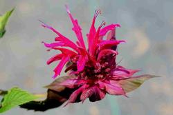 Monarda didyma 'Gardenview Scarlet' — photo 2