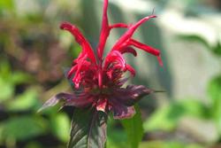 Monarda didyma 'Gardenview Scarlet' — photo 3
