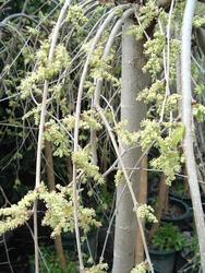 Morus alba 'Chaparral' — photo 1