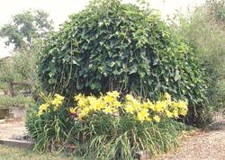 Morus alba 'Chaparral' — photo 2