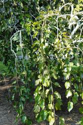 Morus alba 'Chaparral' — photo 3