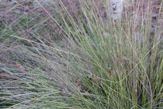 Muhlenbergia capillaris 'Regal Mist' - The Site Gardener