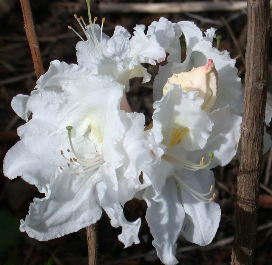 Rhododendron 'Oxydol'(Exbury Hybrid) — photo 1