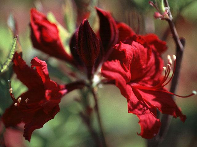 Azalea Exbury Wallowa Red — photo 1