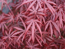 Acer palmatum 'Trompenburg' — photo 3