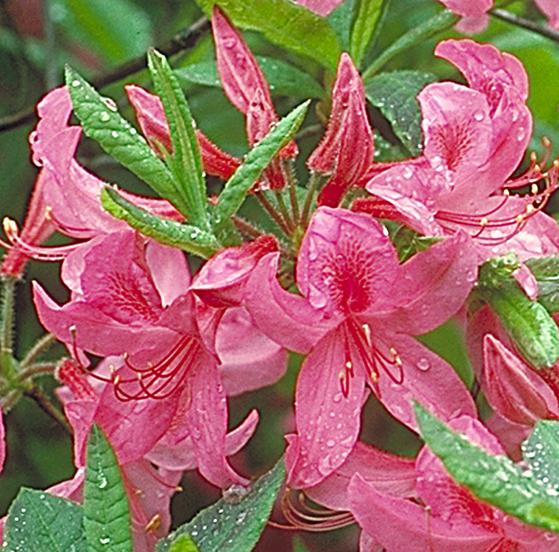 Azalea Frosty — photo 1