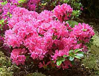 Azalea Geisha lilac — photo 1