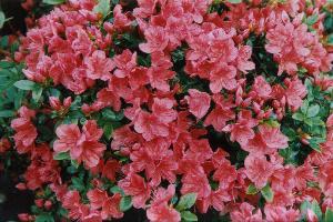 Azalea Geisha orange — photo 1