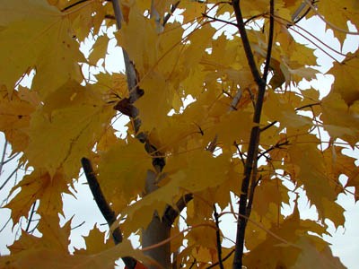 Acer saccharum 'Sugar Queen' — photo 1