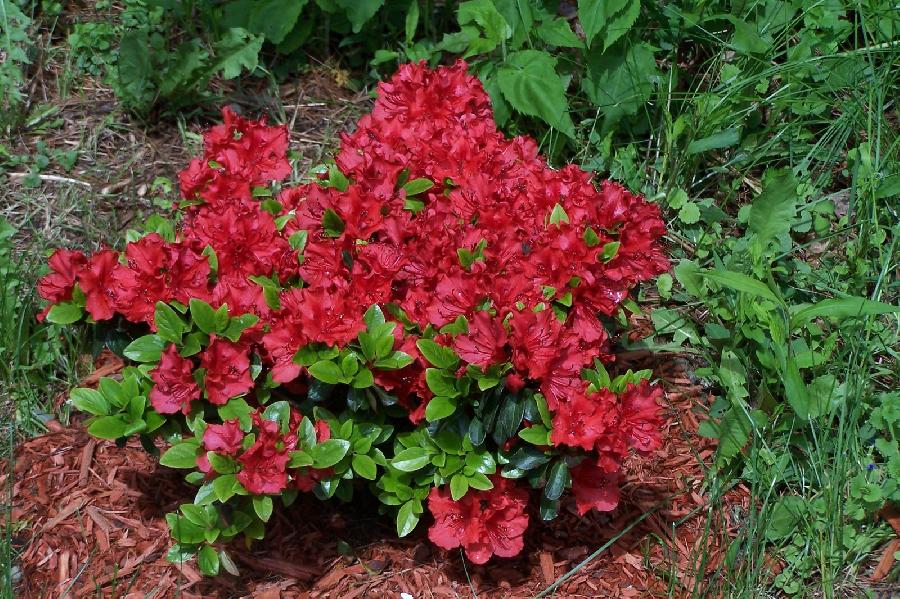 Azalea Girard's Hot Shot'( Girard Hybrid) - The Site Gardener